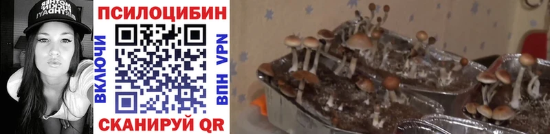 Псилоцибиновые грибы Magic Shrooms Нерчинск